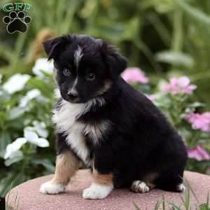 Flossie, Miniature Australian Shepherd Puppy